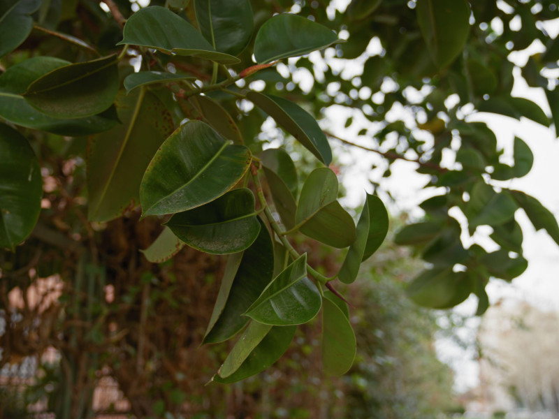 Exuberante follaje de Ficus elastica en Murcia, España