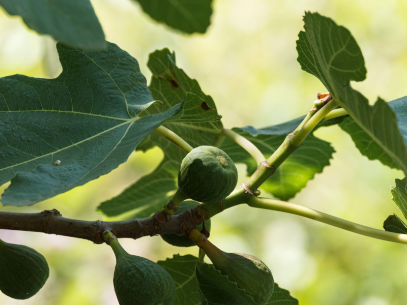 Higuera (Ficus carica) de la Font de Boteros con frutos aún verdes entre luces y sombras, Lorxa