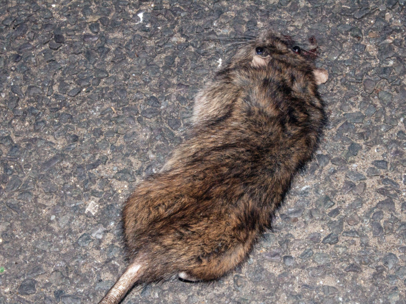 Una rata muerta aplastada que ha sido atropellada por una rueda de coche en una carretera asfaltada