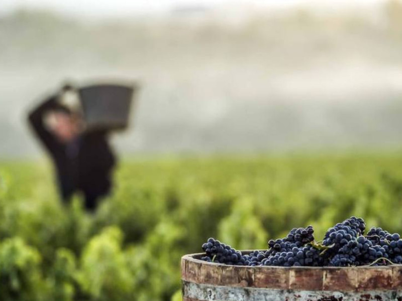 La Guardia Civil investiga el apuñalamiento de un temporero en Rincón de Soto