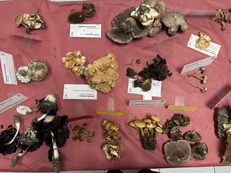 Una mostra de la varietat de bolets trobats al Parc Natural de l'Alt Pirineu.
