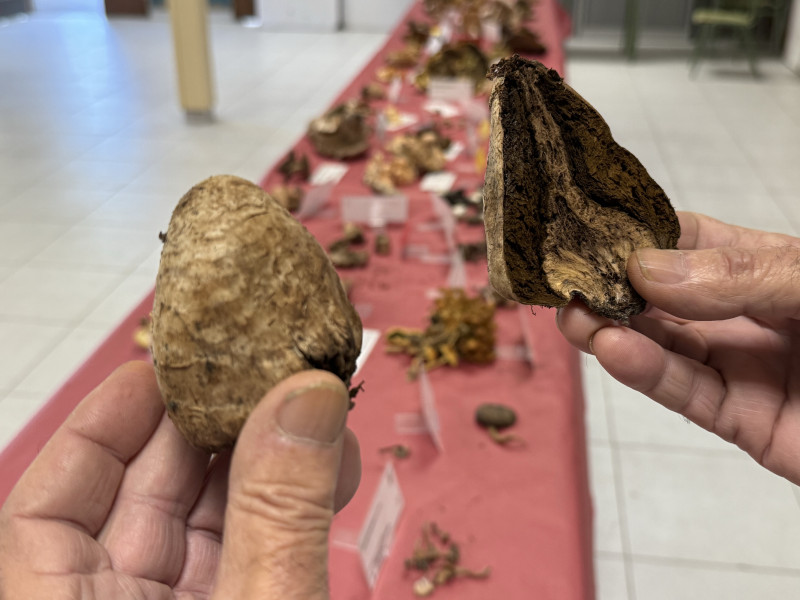 Un bolet de l'espècie 'Clorophilium Agarocoides' amb molt poques cites i està a la llista vermella de bolets a protegir per la seva poca presència. S'ha localitzat al Parc Natural de l'Alt Pirineu.