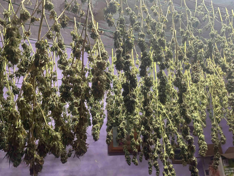 La Guardia Civil incauta casi 15.000 gramos de marihuana en Alcanadre: La droga estaba lista para distribuirse en las fiestas de San Mateo