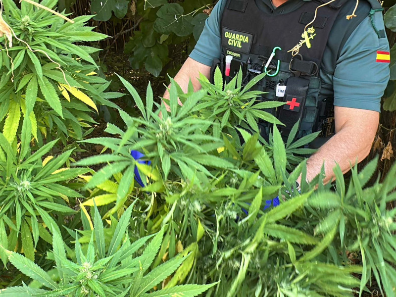 La Guardia Civil incauta casi 15.000 gramos de marihuana en Alcanadre: La droga estaba lista para distribuirse en las fiestas de San Mateo