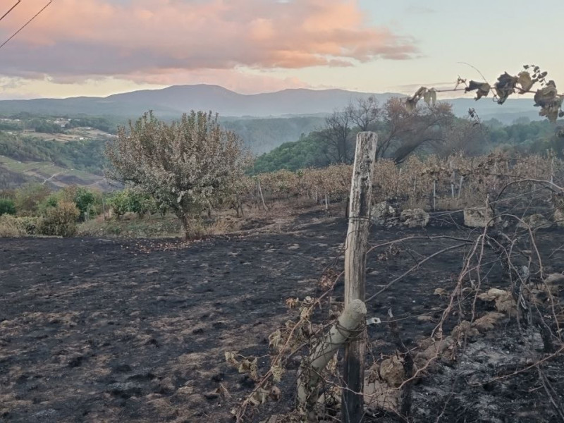 Lume Pantón