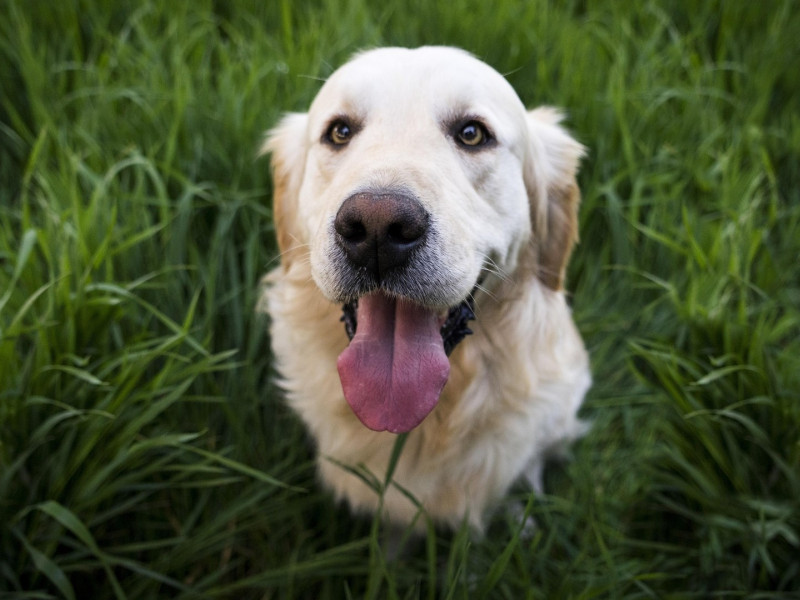 Perro