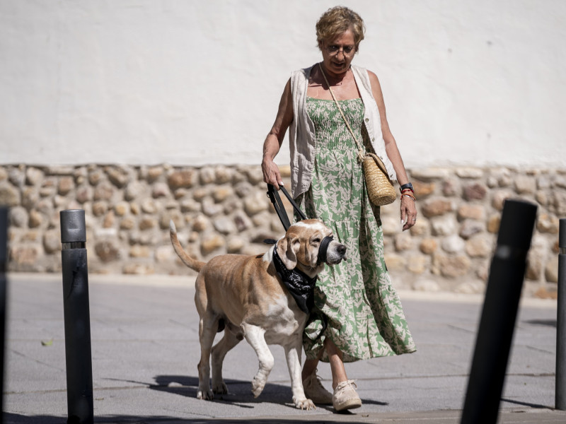 Una mujer pasea a un perro en Madrid