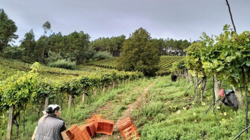 Viñedos en O Ribeiro