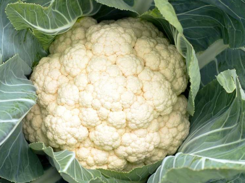 Coliflor
