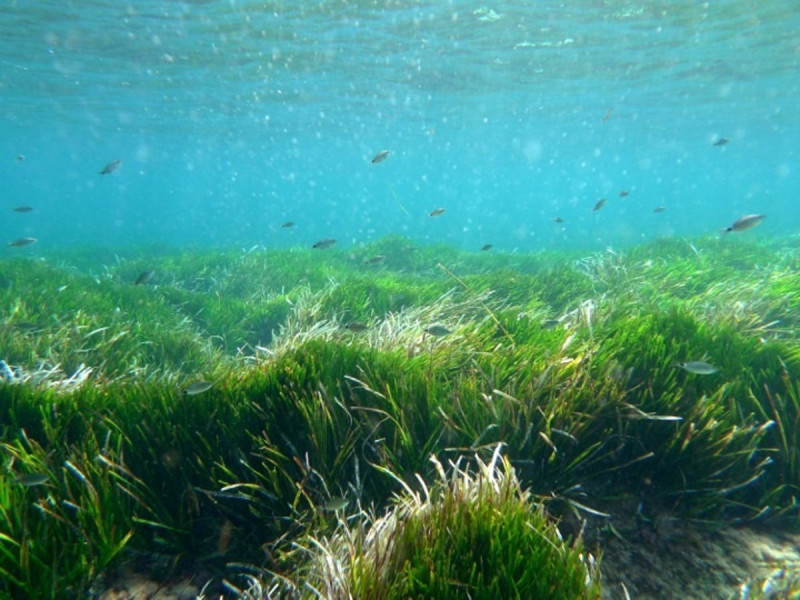 Imagen de recurso de posidonia oceánicaLa posidonia oceánica está en regresión desde hace medio siglo, según un estudio de investigadores del Consejo Superior de Investigaciones Científicas (CSIC) que señala que la extensión de esta planta submarina en el Mediterráneo podría haber disminuido un 38 por ciento desde los años 60 del siglo XX.SOCIEDAD ISLAS BALEARES ESPAÑA EUROPACSIC