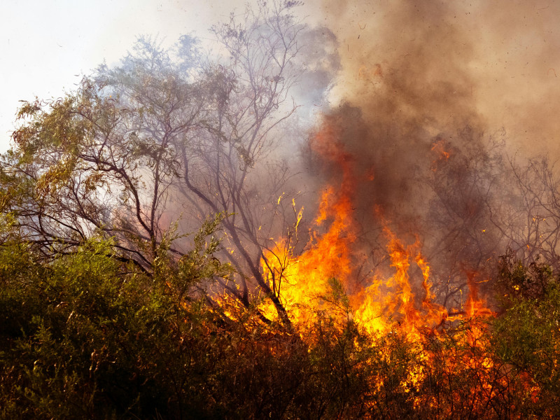 Solo un 3 por ciento de los incendios provocados son causados por un pirómano