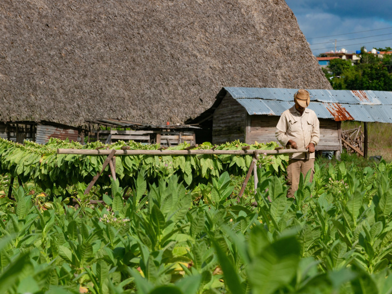 Agricultor de tabaco