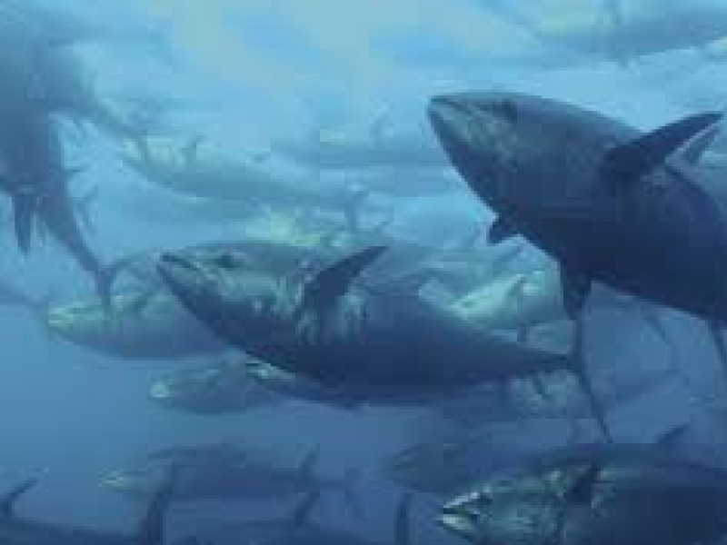 Atunes rojos en su habitat