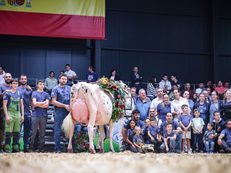Venturo Happen Rosani, ganadora del Concurso Nacional de Raza Frisona 2025, en Gijón