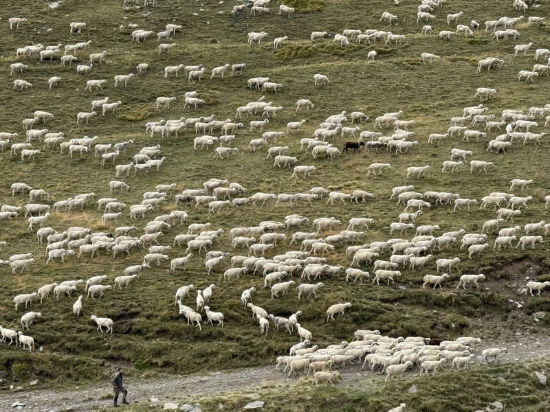 Miles de ovejas bajan de las montañas de Seurí