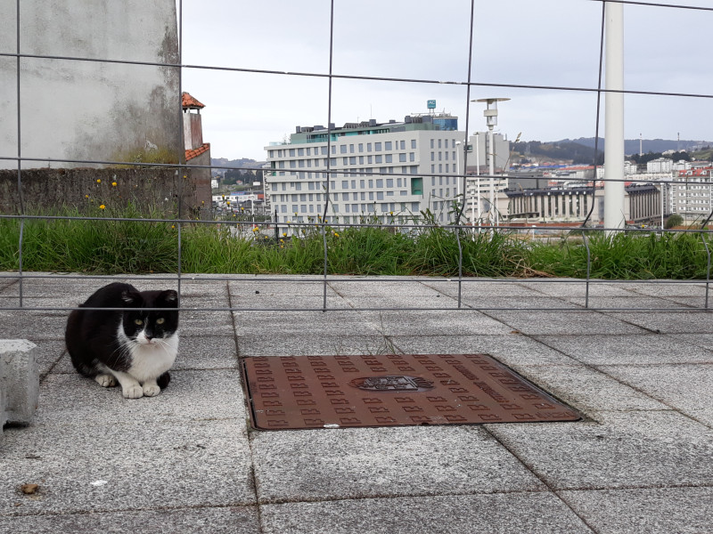 Gato en Eirís de Abaixo, ante una valla de obra que lo separa de Xuxán