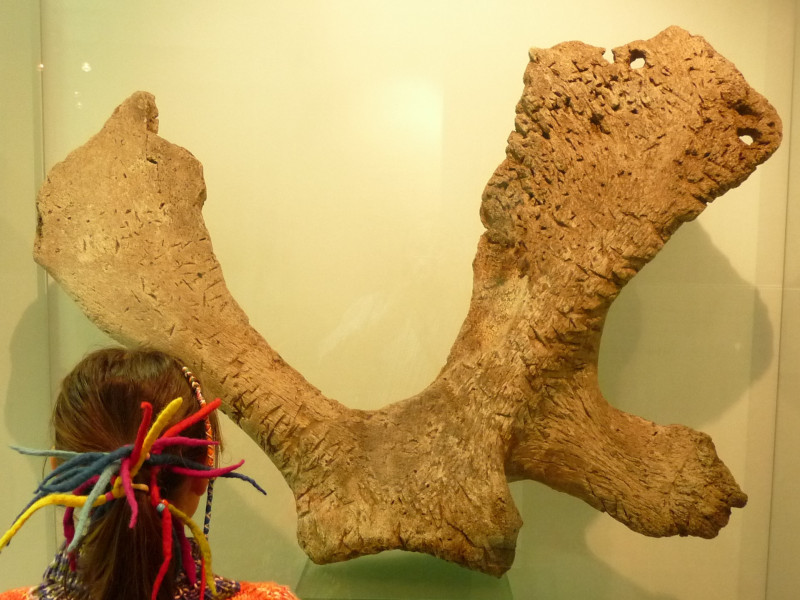 Escápula de ballena gris encontrada en 1996, en el yacimiento castreño de la Campa Torres (Gijón)