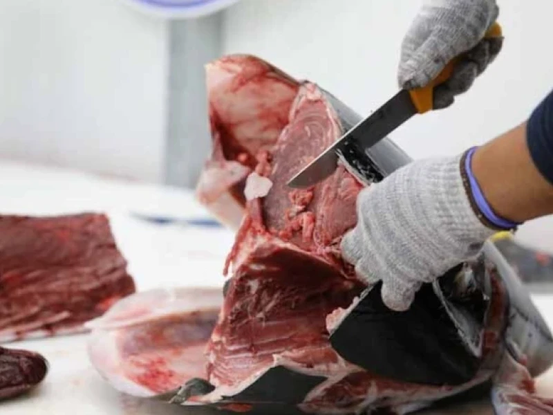 Despiece del atún tras la 'levantá'