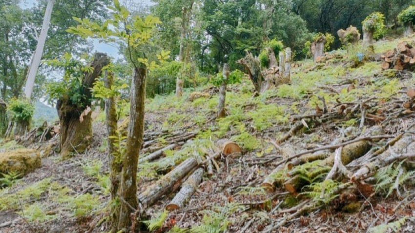 Cinco peones trabajan 365 días al año para sanear los árboles y crear un ambiente para que crezcan bien