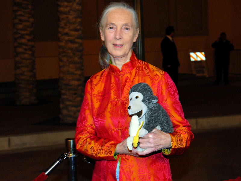 Jane Goodall llega al Festival de Cine de Aventuras Julio Verne y Exposiciones en el Auditorio Shrine de Los Ángeles