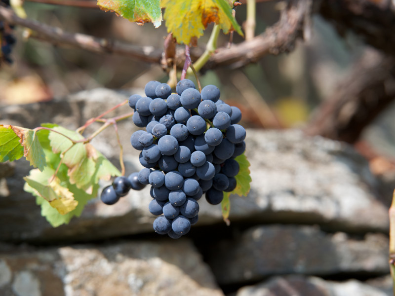 La cosecha de este año apenas sobrepasará los cuatro kilos y medio de uvas