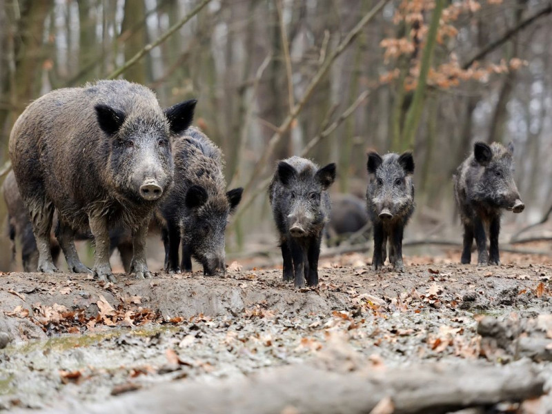 Una familia de jabalíes