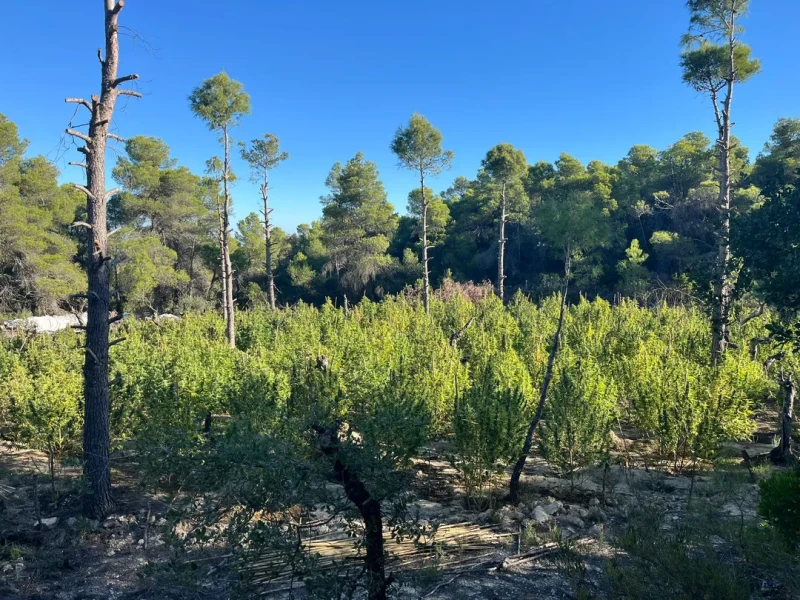 Plantacion desmantelada