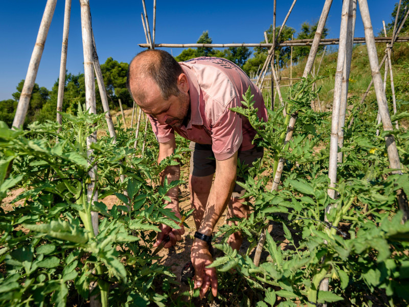 Un agricultor cuida una tomatera en un huerto de Mas Terricabras (Osona, Barcelona)