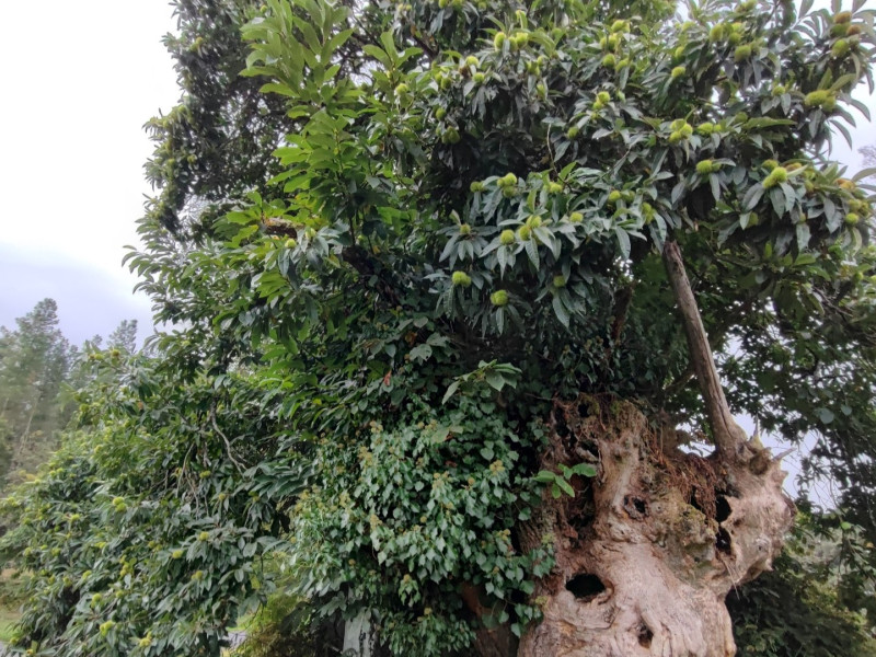 Un castaño antiguo al lado del Camino Primitivo de Santiago a su paso por Lugo
