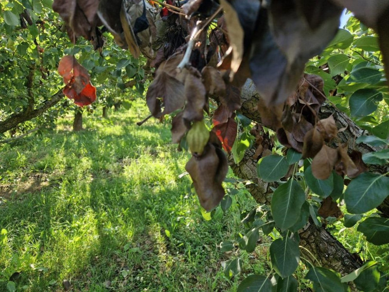 Agricultura activa un plan de ayudas contra el fuego bacteriano