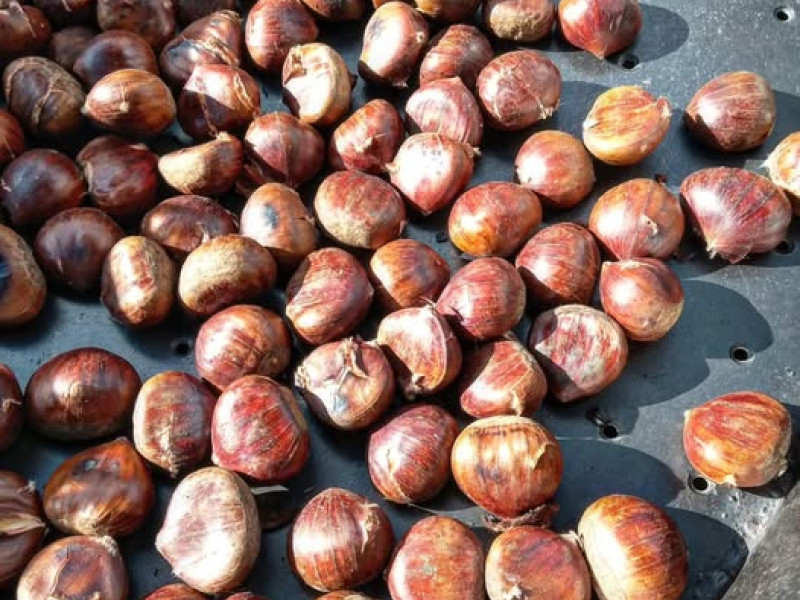 La producción de castaña en España