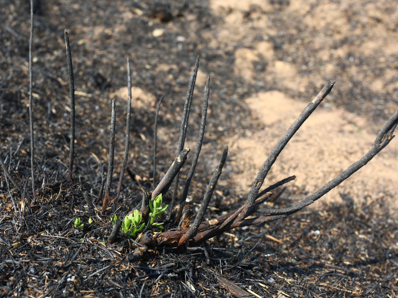 Efectos del incendio iniciado en la localidad de Yeres (León), y que ha afectado al paraje de Las Médulas