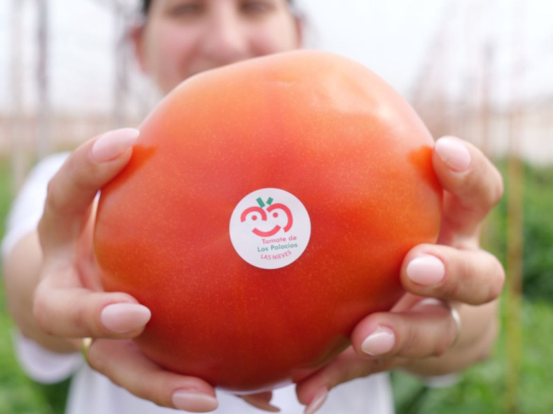 El "bombón colorao", como se conoce a los tomates de Los Palacios y Villafranca