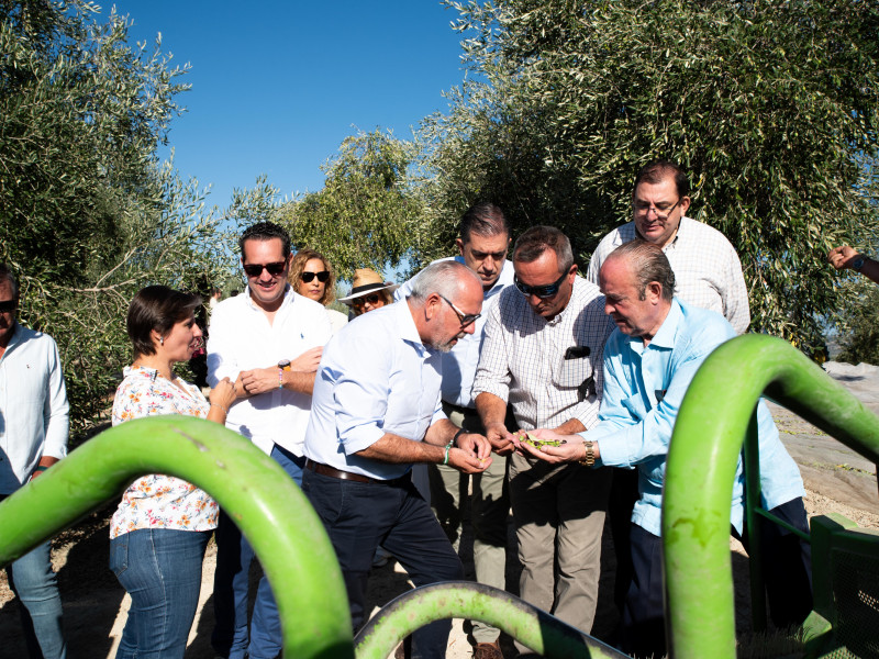 Oleícola Jaén presenta los primeros aceites verdes de la temporada