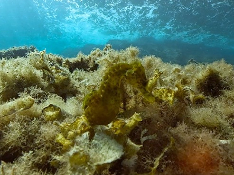 Caballitos de mar