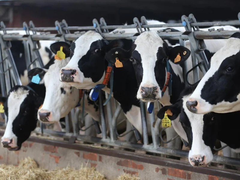 vacas