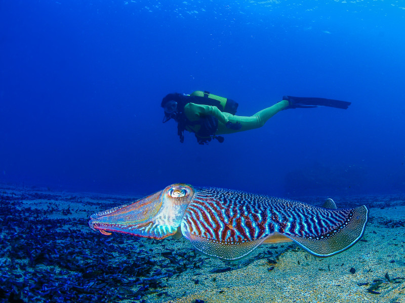Buceo en la Región de Murcia