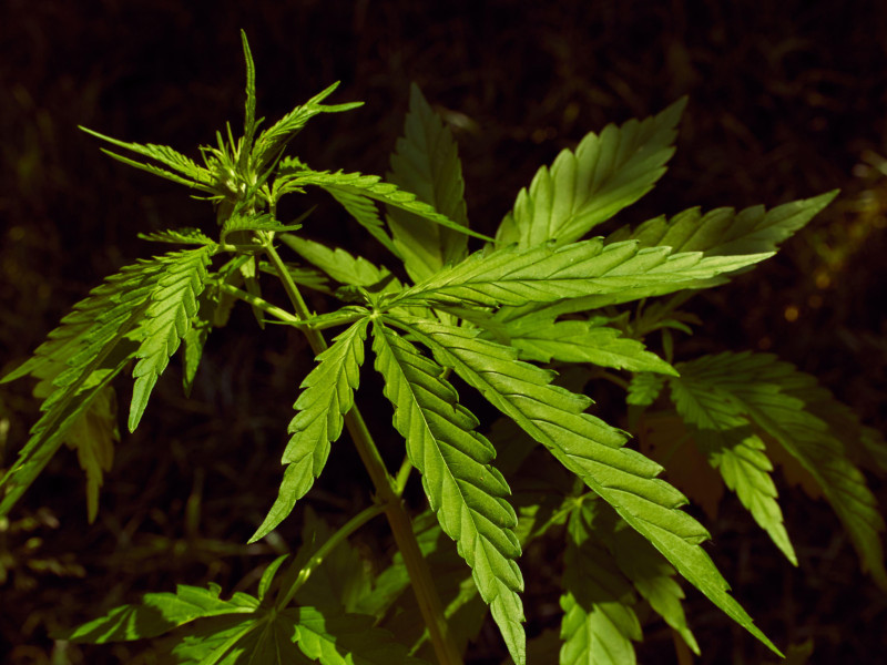 Planta del cannabis