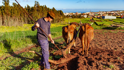 Agricultor arando con vacas en España