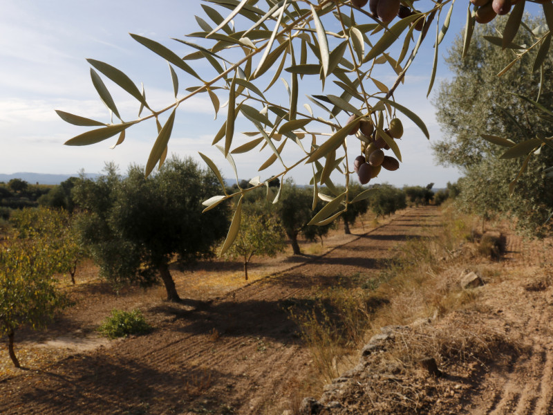 Una branca d'olivera i un camp amb oliveres i ametllers al fons a Cervià de les Garrigues
