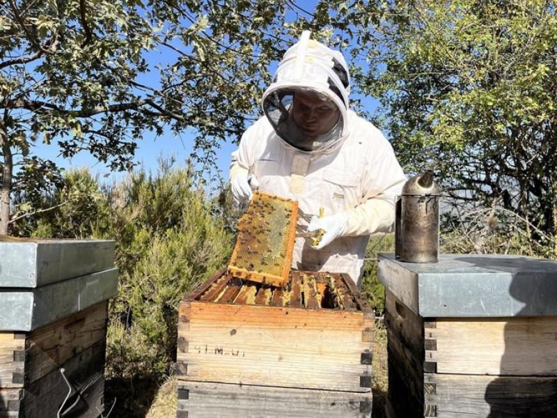 Apicultor trabajando en una colmena