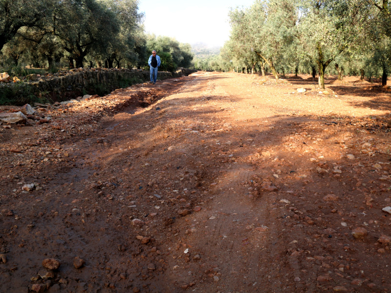 Verdiell explica que en una de sus fincas de olivos los daños comenzaron ya con la granizada de la semana pasada