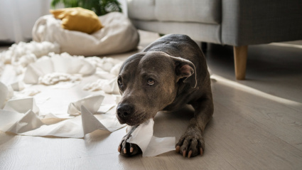 Un experto explica cómo enseñar a tu perro a quedarse solo sin ansiedad ni destrozos: "Hiperapego"