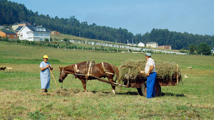 Pareja de agricultores trabajando en el campo, provincia de Lugo, Galicia