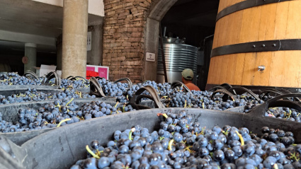 El Bierzo (León) brinda por una vendimia histórica: más de 10 millones de kilos de uva de calidad excepcional