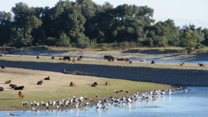 Reserva de los Sotos del Ebro en Alfaro