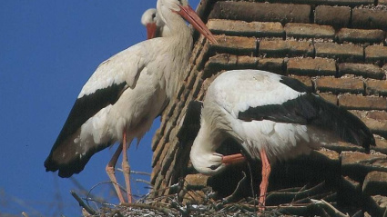 Presencia de estas aves en el tejado de la Colegiata de San Miguel