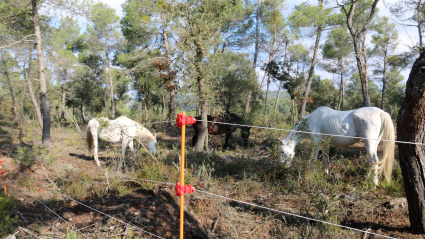 Cavalls pasturen en un bosc de Tarrés