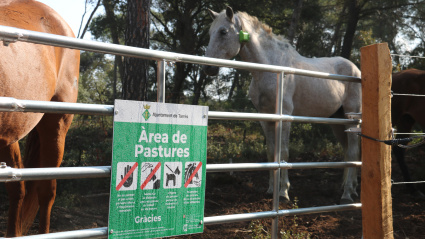 Tanca perimetral de la parcel·la on pasturen cavalls a Tarrés