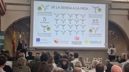 La IGP Ternera de Extremadura celebra 25 años entre el éxito y el reto de la certificación